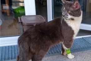 Vermisstmeldung Katze Männliche , 2026 jahre Nantes Frankreich