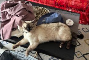Vermisstmeldung Katze Weiblich , 2 jahre Teyran Frankreich