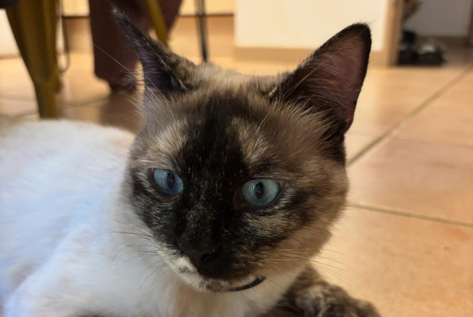 Vermisstmeldung Katze Weiblich , 2 jahre Teyran Frankreich