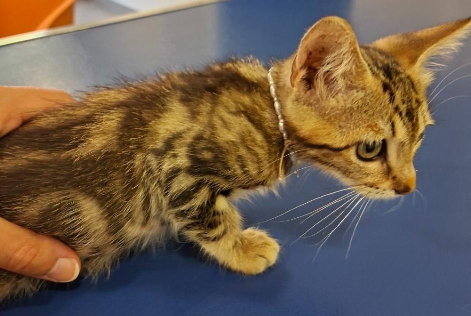 Fundmeldung Katze rassenmischung Weiblich Arsac Frankreich