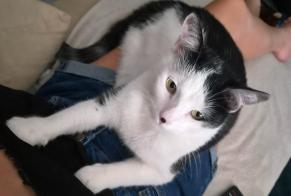 Vermisstmeldung Katze Männliche , 3 jahre Pont-du-Château Frankreich