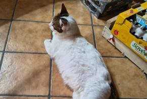 Vermisstmeldung Katze  Männliche , 5 jahre Servant Frankreich