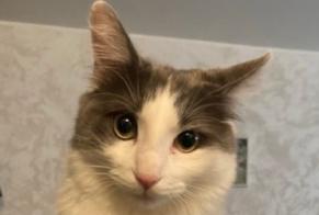 Vermisstmeldung Katze rassenmischung Weiblich , 3 jahre Chuelles Frankreich