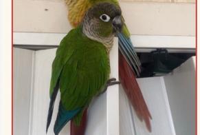Vermisstmeldung Vogel Männliche , 2026 jahre Annemasse Frankreich