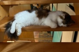 Vermisstmeldung Katze Männliche , 5 jahre Tréogan Frankreich