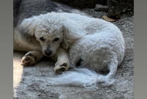 Vermisstmeldung Hund  Männliche , 2 jahre Lauroux Frankreich