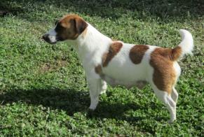 Vermisstmeldung Hund  Weiblich , 4 jahre Vic-en-Bigorre Frankreich
