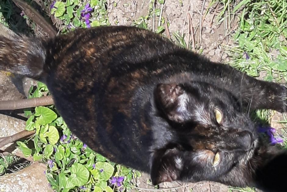 Vermisstmeldung Katze rassenmischung Weiblich , 2 jahre Thimory Frankreich