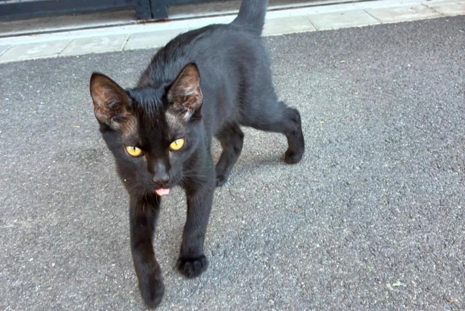 Fundmeldung Katze Männliche Wolfisheim Frankreich