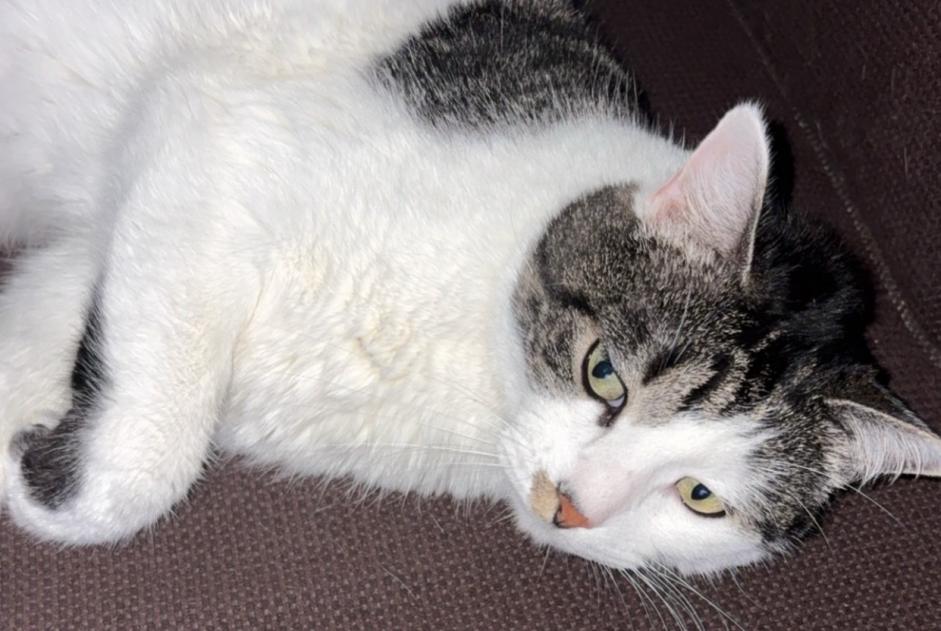 Vermisstmeldung Katze  Männliche , 5 jahre Saint-Père-en-Retz Frankreich