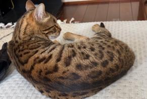 Vermisstmeldung Katze  Männliche , 4 jahre Marseille Frankreich