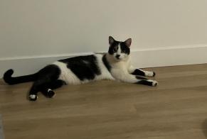 Vermisstmeldung Katze Männliche , 3 jahre Nantes Frankreich
