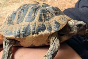 Vermisstmeldung Schildkröte Männliche , 2026 jahre Ramonville-Saint-Agne Frankreich