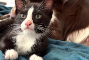 Vermisstmeldung Katze Männliche , 0 jahre La Roche-de-Glun Frankreich