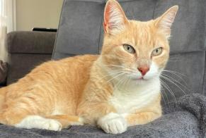Vermisstmeldung Katze Männliche , 3 jahre Villeneuve-lès-Bouloc Frankreich