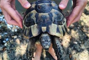 Fundmeldung Schildkröte Unbekannt Mornac Frankreich