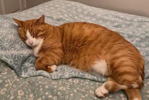 Vermisstmeldung Katze Männliche , 9 jahre Soignolles-en-Brie Frankreich