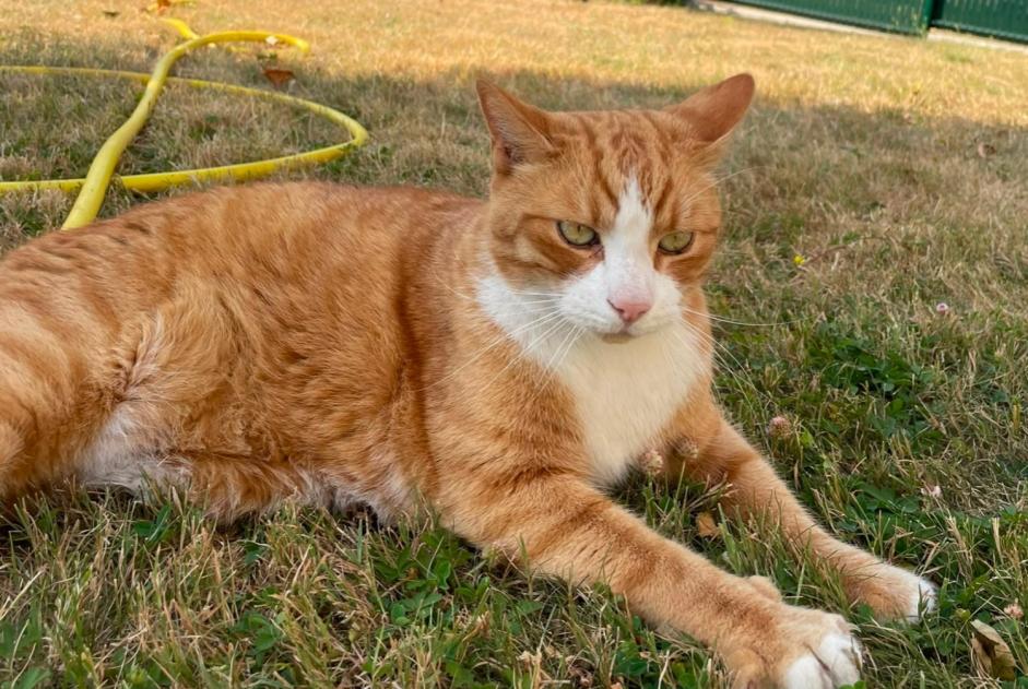 Vermisstmeldung Katze Männliche , 9 jahre Soignolles-en-Brie Frankreich
