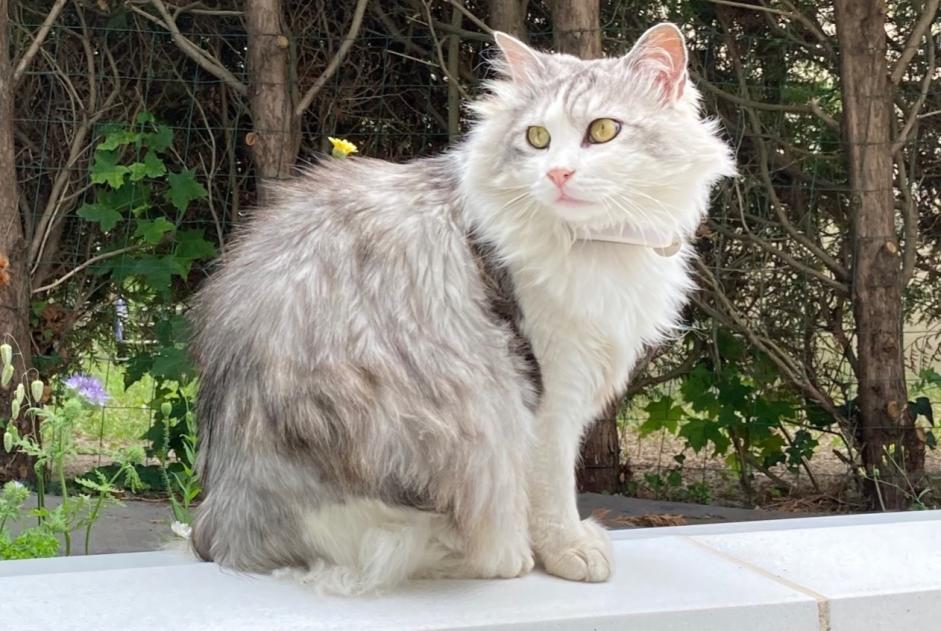 Vermisstmeldung Katze rassenmischung Weiblich , 10 jahre La Chapelle-Saint-Luc Frankreich