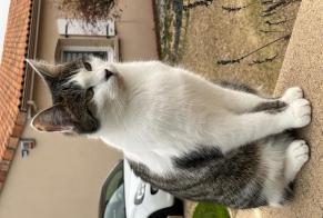 Vermisstmeldung Katze Männliche , 2 jahre Chasseneuil-du-Poitou Frankreich