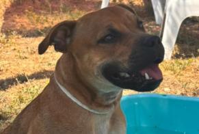 Vermisstmeldung Hund  Männliche , 1 jahre Claviers Frankreich