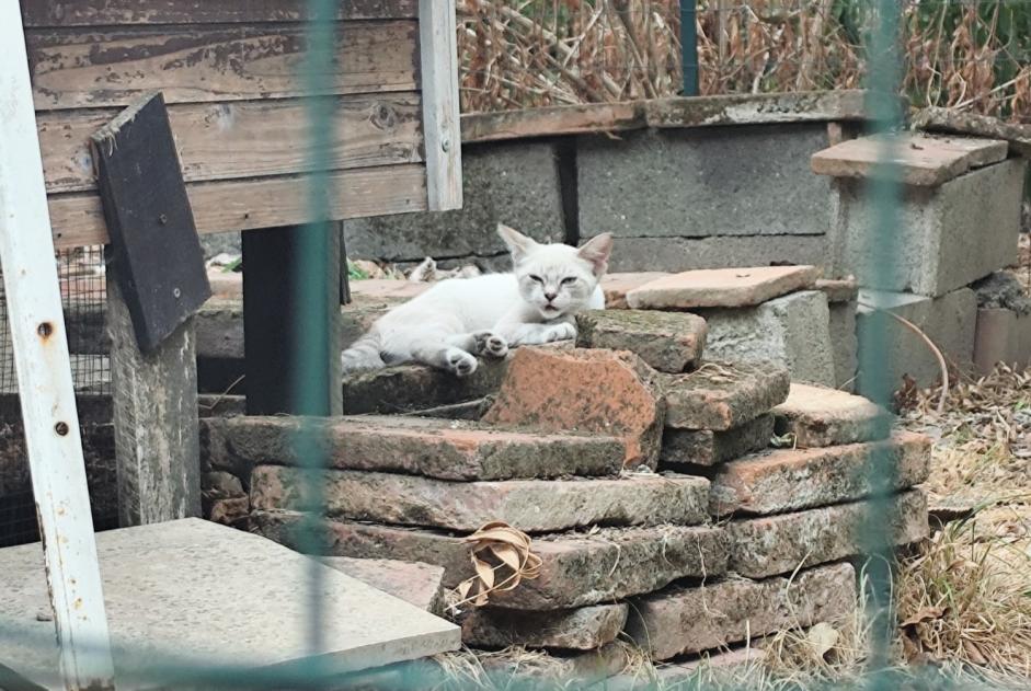 Fundmeldung Katze Unbekannt Fonsorbes Frankreich