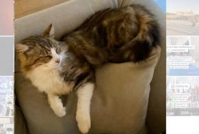 Vermisstmeldung Katze rassenmischung Männliche , 9 jahre Ginai Frankreich