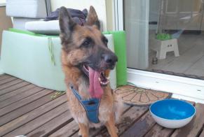 Fundmeldung Hund  Weiblich Griesheim-sur-Souffel Frankreich