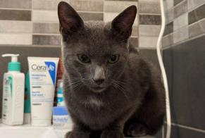 Fundmeldung Katze Unbekannt Vert-Saint-Denis Frankreich