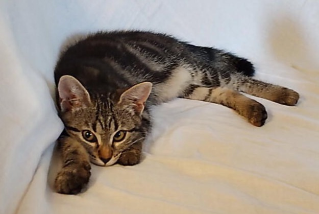 Vermisstmeldung Katze Weiblich , 0 jahre Turenne Frankreich
