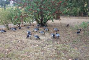 Vermisstmeldung Vogel Weiblich , 2026 jahre Larroque-Saint-Sernin Frankreich