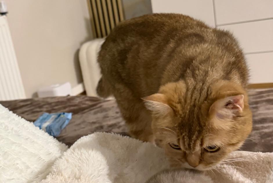 Vermisstmeldung Katze  Weiblich , 1 jahre La Chapelle-Bayvel Frankreich