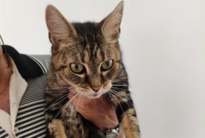 Fundmeldung Katze Unbekannt Grosbreuil Frankreich