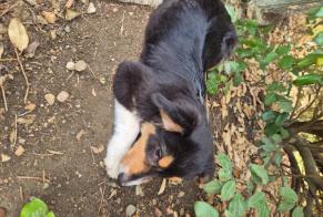 Fundmeldung Hund rassenmischung Männliche Nohant-Vic Frankreich