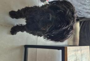 Fundmeldung Hund Männliche Pia Frankreich