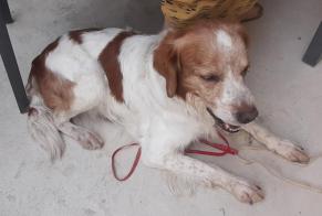 Fundmeldung Hund  Männliche Saint-Jean-de-Valériscle Frankreich