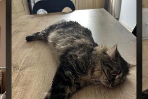 Vermisstmeldung Katze rassenmischung Weiblich , 1 jahre Beaune Frankreich