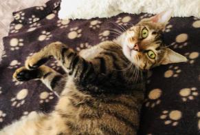 Vermisstmeldung Katze Männliche , 2 jahre Bouhans-et-Feurg Frankreich