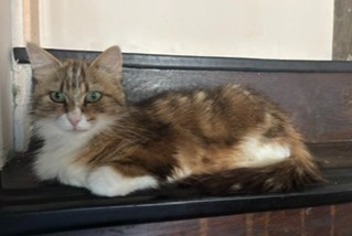 Fundmeldung Katze rassenmischung Weiblich Ouistreham Frankreich