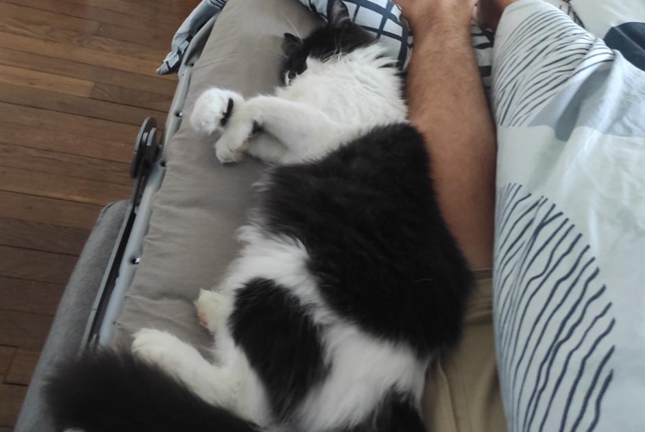 Vermisstmeldung Katze Männliche , 2026 jahre Quimperlé Frankreich