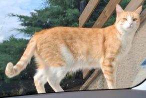 Vermisstmeldung Katze Männliche , 2 jahre Feytiat Frankreich
