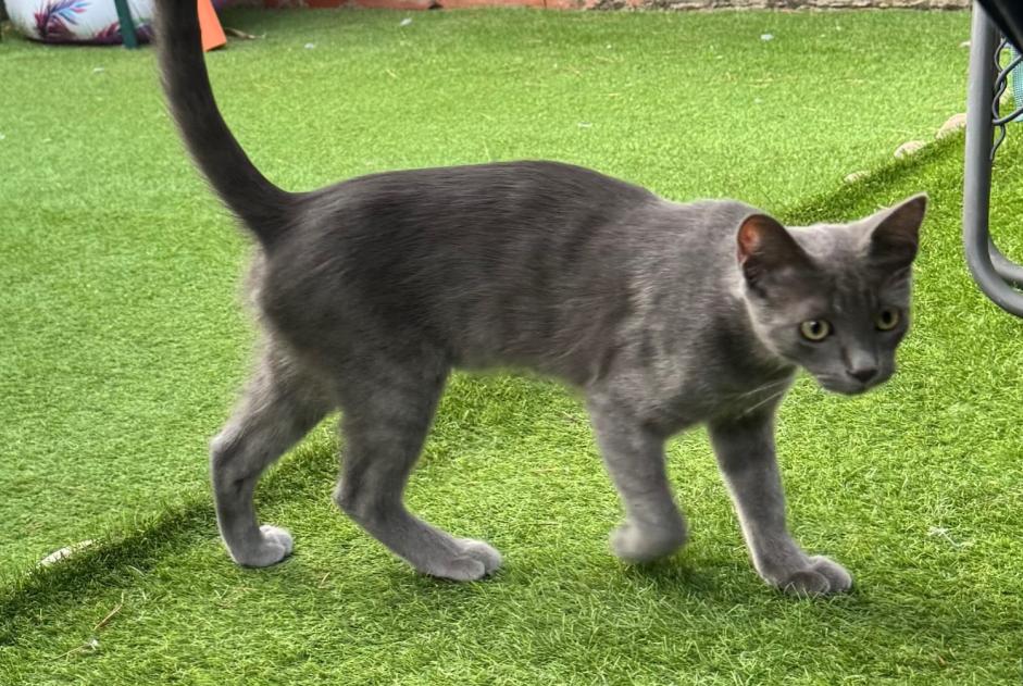 Fundmeldung Katze Männliche Cabestany Frankreich