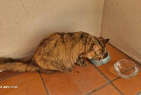 Fundmeldung Katze Weiblich Nantes Frankreich