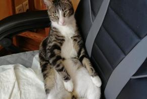 Vermisstmeldung Katze Männliche , 2 jahre Onet-le-Château Frankreich