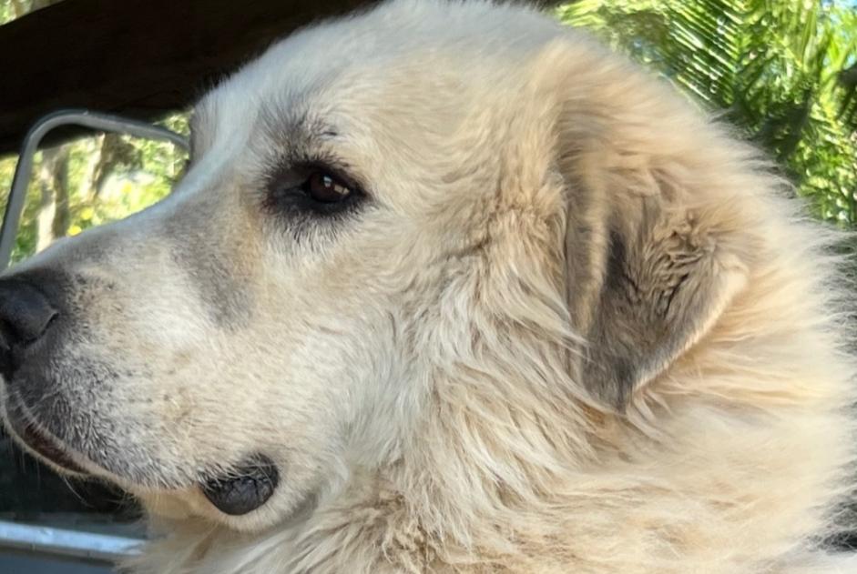 Vermisstmeldung Hund  Männliche , 3 jahre Arbellara Frankreich