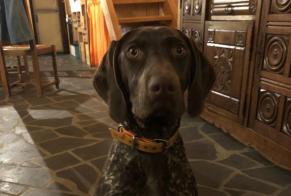 Vermisstmeldung Hund  Weiblich , 2 jahre La Roche-sur-Yon Frankreich