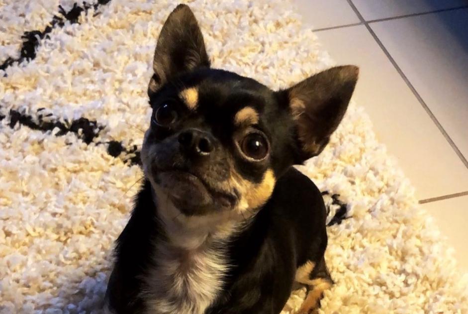 Vermisstmeldung Hund  Männliche , 6 jahre Mâcon Frankreich
