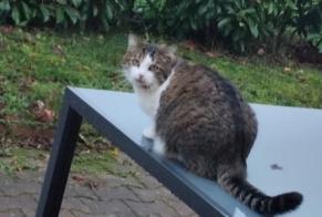Vermisstmeldung Katze  Männliche , 9 jahre Dijon Frankreich