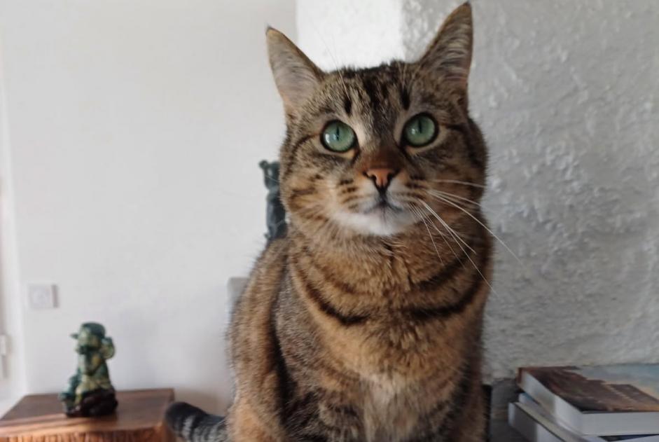 Vermisstmeldung Katze  Weiblich , 4 jahre Cepoy Frankreich