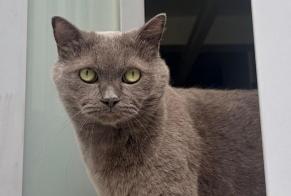 Vermisstmeldung Katze  Männliche , 6 jahre Gennevilliers Frankreich